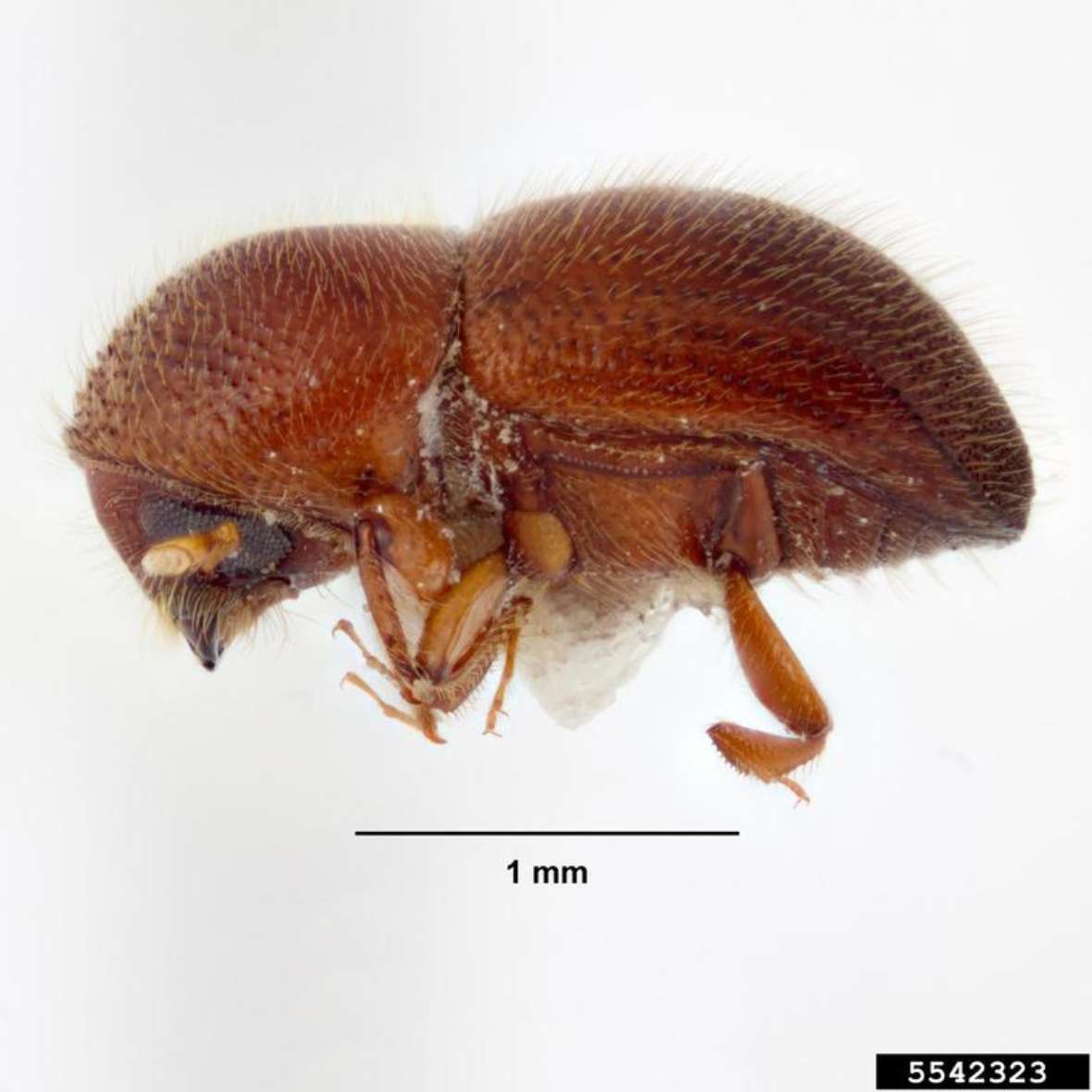 Ventralansicht eines Käfers von Xylosandrus crassiusculus